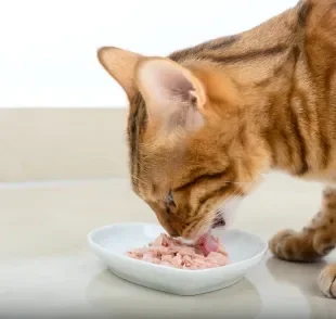 Além de saboroso, o sachê para gato é uma ótima forma de estimular a hidratação dos felinos