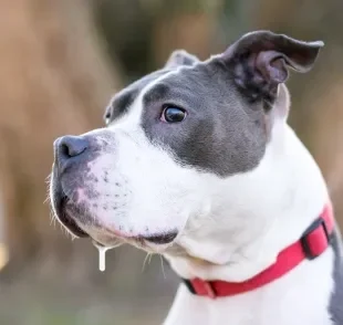 Algumas raças de cachorro, como Bulldog e Boxer, babam mais do que outras por questões anatômicas