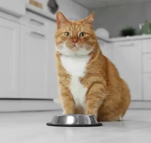 Após a castração, os gatos passam por mudanças metabólicas que exigem adaptações na dieta diária