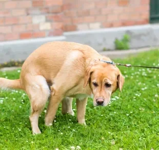 Cachorro com diarreia é algo relativamente comum e pode ter relação com vários fatores