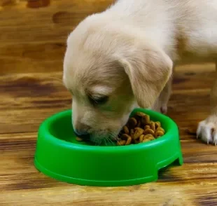 A quantidade de ração e o número de refeições diárias devem ser bem ajustadas para cachorros filhotes