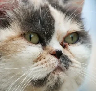 Remela escura também é conhecida como “lágrima ácida” e é comum em gatos