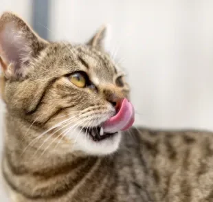 A ração úmida é um alimento mais palatável para os gatos, agradando até os felinos mais exigentes