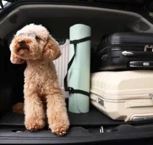 Seguro viagem para pets não costuma ser obrigatório, mas pode garantir tranquilidade para a família