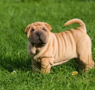 A pele enrugada de alguns cães é resultado de características genéticas preservadas por séculos