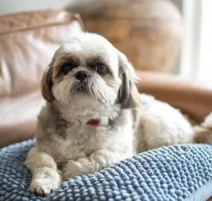 O Shih Tzu pode ter algumas variações físicas e comportamentais, mas a raça é uma só