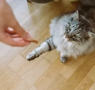 Gatos aprendem por associação positiva e repetição, respondendo a diversos comandos