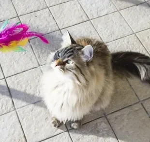 Além de ajudar na movimentação, as brincadeiras favorecem a saúde emocional do gato