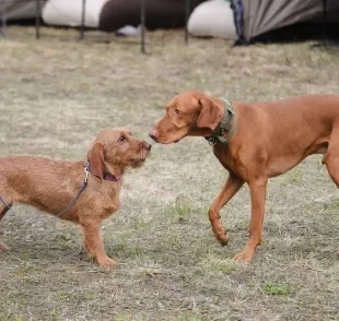 Nem todo cachorro é super sociável, mas algumas estratégias podem ajudar o pet a se soltar