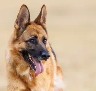 Pastor Alemão é uma das raças que costumam apresentar comportamento territorialista