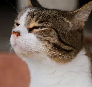O olfato felino é muito sensível e percebe odores comuns do dia a dia de forma mais intensa que os humanos