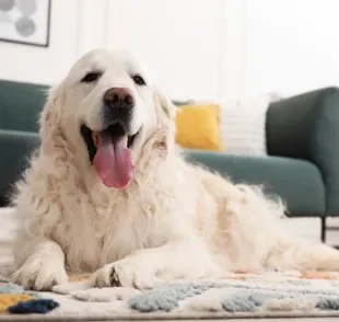 A queda de pelos em cachorro é normal e pode ser mais intensa em algumas raças