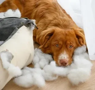 O comportamento destrutivo em cães costuma ter relação com necessidades não atendidas