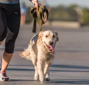 Fazer corrida com o cachorro pode ser um hábito benéfico para tutor e animal