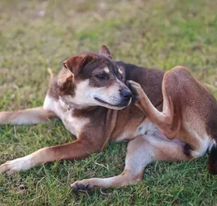 A dermatite em cães é um problema de pele muito incômodo, causado por diversos fatores