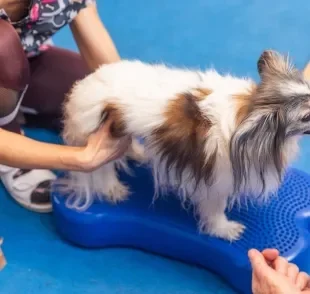 A fisioterapia é usada para reduzir dores, recuperar movimentos e melhorar a qualidade de vida dos animais