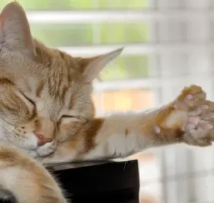 Um gato polidáctilo nasce com mais dedos nas patas por conta de uma alteração genética