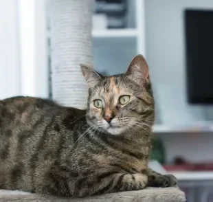 O comportamento territorial em gatos é muito comum, mas pode ser desafiador em alguns casos