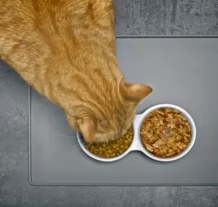 O mix feeding é uma estratégia alimentar que combina ração seca com ração úmida