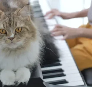 A música para gatos reduz o estresse, promove o relaxamento e até ajuda o bichano a dormir