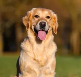 O Golden Retriever precisa de alguns cuidados específicos para manter sua saúde em dia