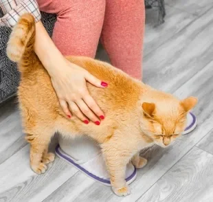 Gatos podem gostar de tapinhas no bumbum devido a questões instintivas e anatômicas