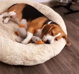 A cama para cachorro garante o conforto e o bem-estar dos pets no dia a dia