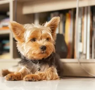 O Yorkshire é uma raça de cachorro bastante apegada à família e precisa de companhia constante