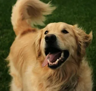Cachorro abanando o rabo nem sempre é sinal de felicidade