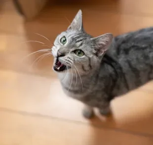 Gatos não demonstram desconfortos de maneira evidente, então é preciso observar sinais sutis no animal