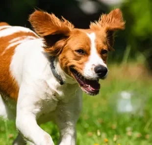 O Spaniel Bretão é um cão de porte médio que era muito utilizado para a caça de aves