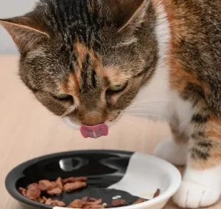 A ração úmida em sachê pode ser uma importante aliada da saúde de gatos idosos