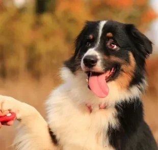 Descubra como você pode adestrar o seu cachorro em casa