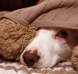 Saiba como ajudar o seu cachorro que tem medo de fogos