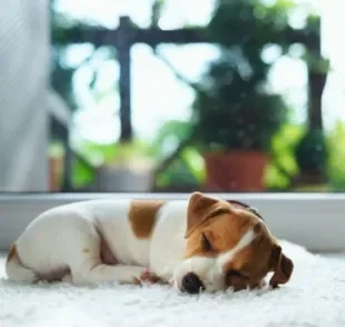 Descubra se a rotina de sono do seu cachorro filhote é normal