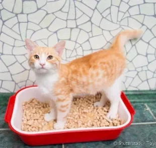 Caixa de areia: saiba escolher a melhor para o seu gato
