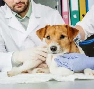 Conheça as vantagens da cirurgia de castração para o seu animalzinho