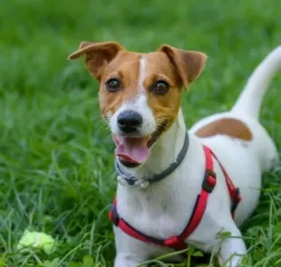 Escolher a coleira certa é ideal para que o seu cachorro se mantenha seguro e confortável