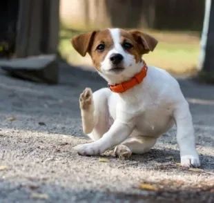 Descubra como eliminar pulgas em cachorro e no ambiente onde ele vive 