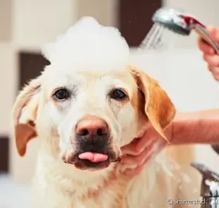 Veja dicas de como dar banho em casa no seu cachorro