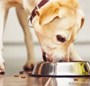 Saiba como fazer a troca de ração em cada fase de vida do seu cachorro