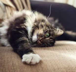 Aprenda como você pode proteger o seu sofá do felino da sua casa