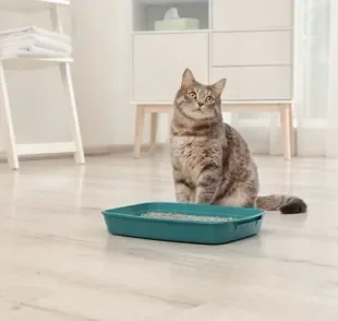 Descubra a maneira ideal de limpar a caixa de areia do seu gato