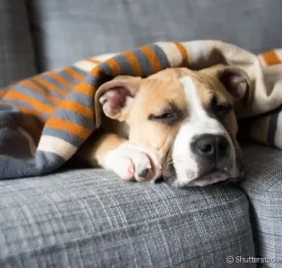 Saiba ver se o seu cachorro está com febre