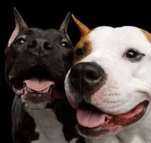 Descubra como você pode estimular a convivência entre dois cachorros