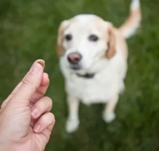 Confira como você pode ensinar o seu cachorro a sentar em casa