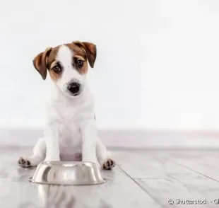 Saiba quantas vezes por dia oferecer ração ao filhote de cachorro