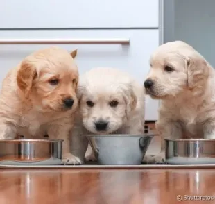 Saiba como alimentar o seu cachorrinho