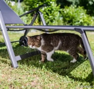 Conheça as causas da diarreia do seu gato