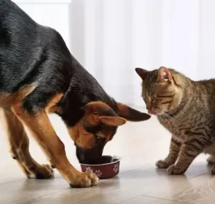 Descubra se o gato pode comer a ração do cachorro no dia a dia
